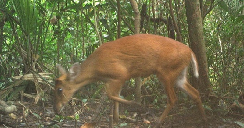 Phát hiện 27 hiện vật quý hiếm tại di tích Mỹ Sơn