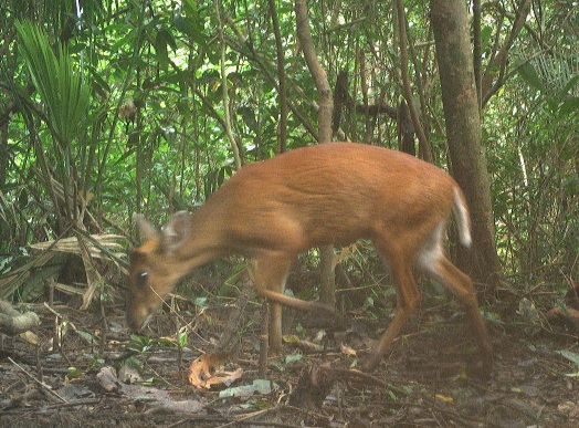 Cận cảnh những loài thú vừa được ghi nhận tại rừng Mỹ Sơn, Đà Nẵng. Ảnh: Trường An