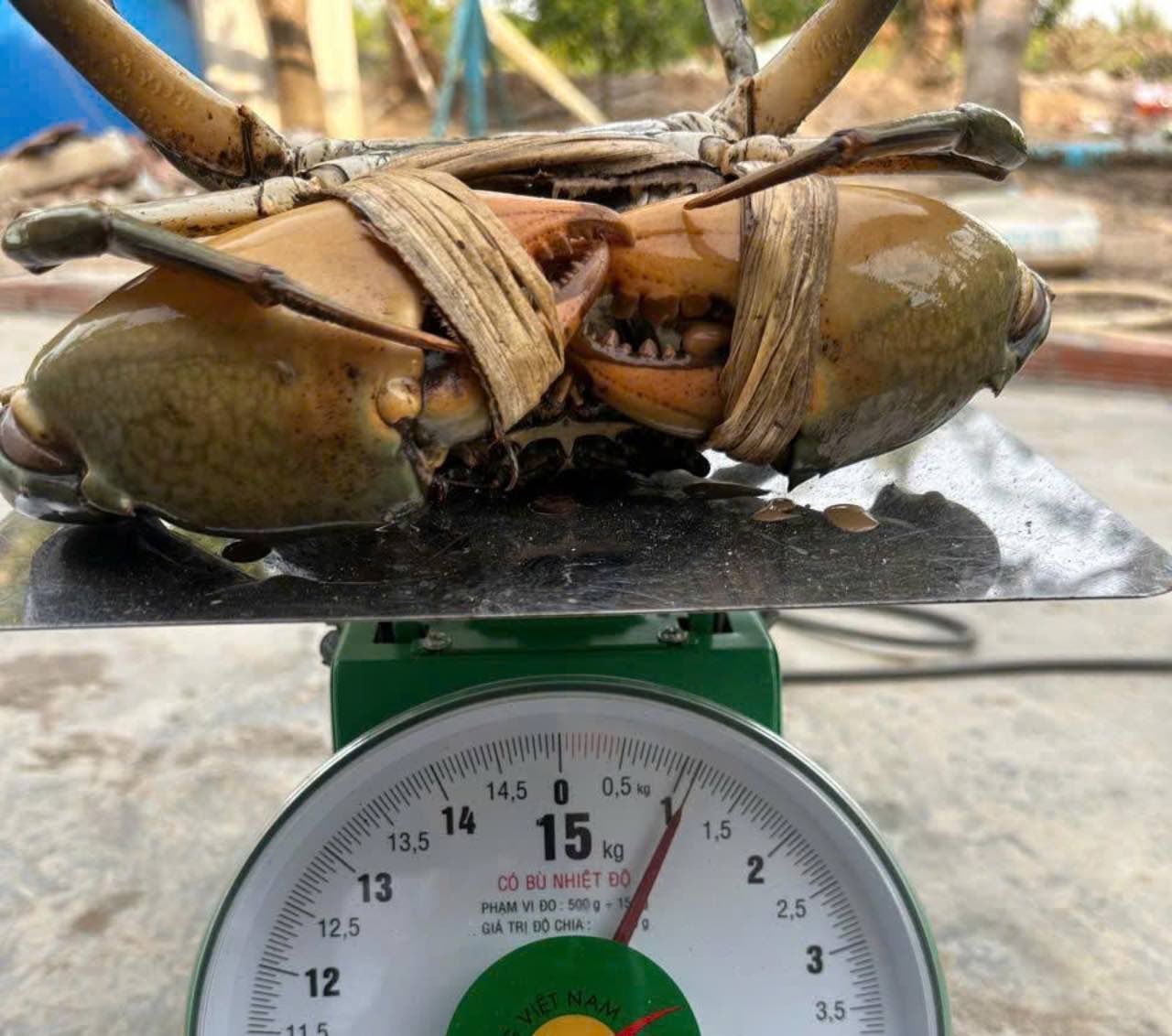 Sea crab weighing 1.1 kg. Photo: Reader provided