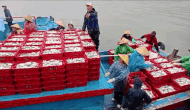 Nghe An fishermen have a bumper seafood catch, earning hundreds of millions of VND at the beginning of Spring. Photo: Ngoc Anh
