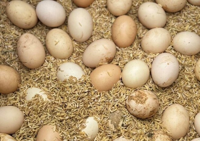 A high-protein diet is common but needs to be controlled to avoid creating prolonged pressure on the kidneys. Photo: Kieu Vu