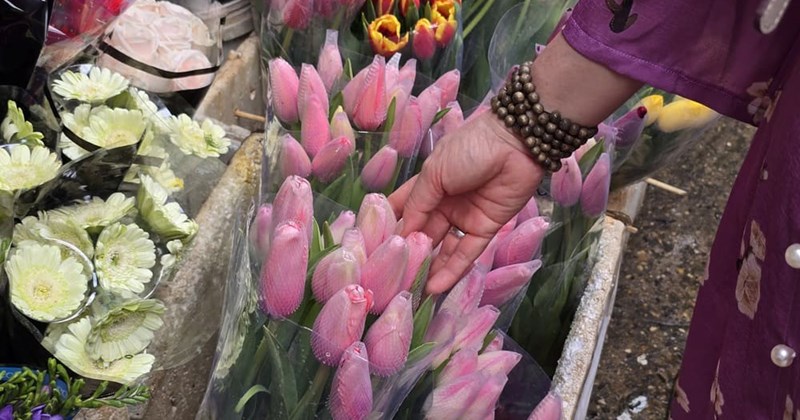 4 lý do chọn hoa tulip tặng mẹ ngày 8/3