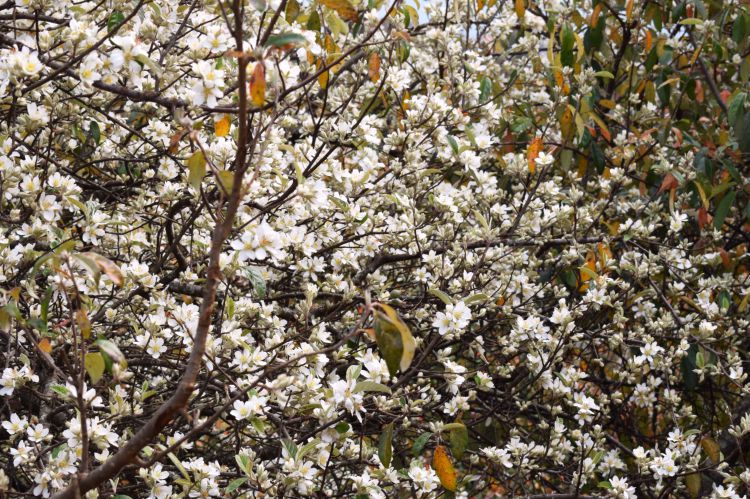 Son Tra flowers begin to bloom in the mountains and forests of Nam Nghep, Ngoc Chien commune. Photo: Truong Son