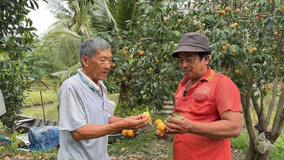 Farmers apply science and technology to cultivation, helping Thanh Tra to have a bumper crop, beautiful fruit, and stable yield. Photo: Hoang Loc