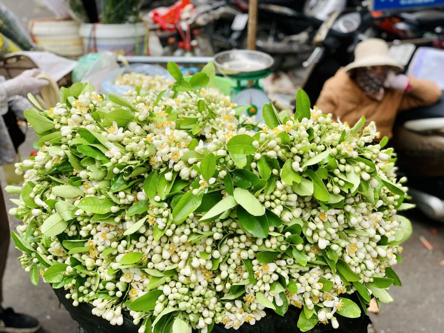 The January grapefruit flower season has scented every spring travel route. Photo: Ky Lam
