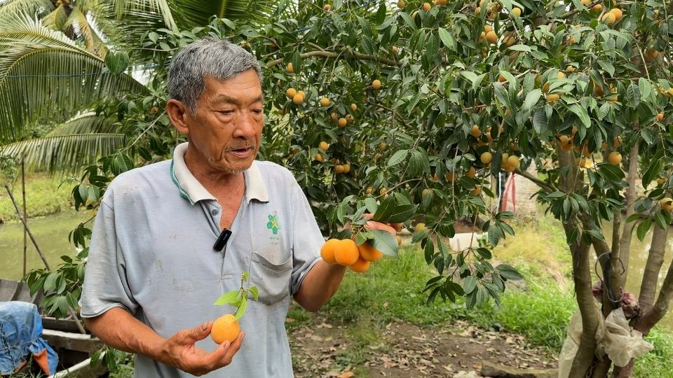 Thanh trà chín vàng, sẵn sàng cung ứng ra thị trường. Ảnh: Hoàng Lộc