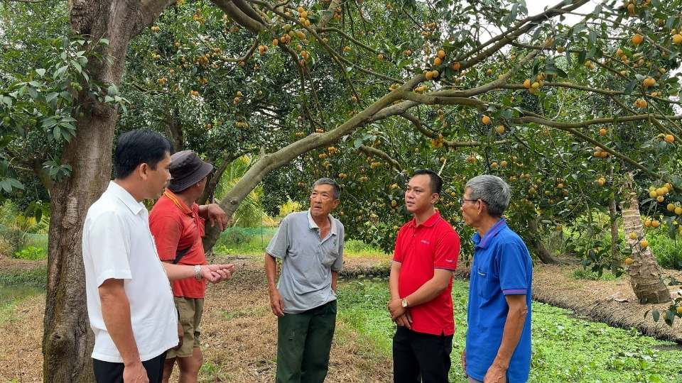Many Dong Thanh thanh tra gardens bear fruit, yield increases thanks to the application of science and technology. Photo: Hoang Loc