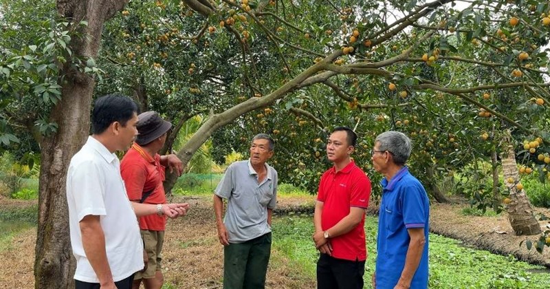 Vĩnh Long: Sản lượng chè tăng 30% nhờ khoa học công nghệ