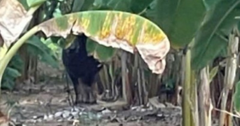 Trâu hung dữ gây thương tích cho hai người đã vượt biên sang Lào