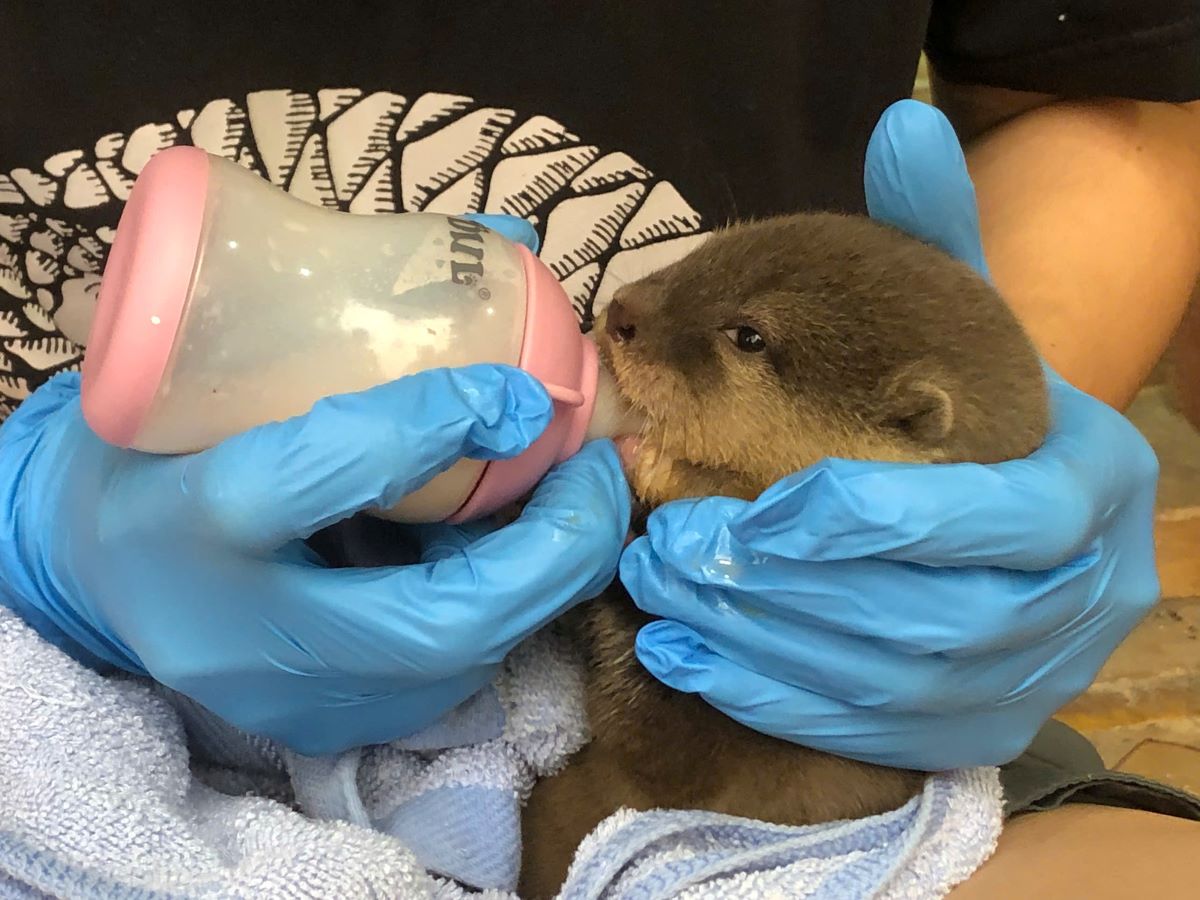 The carp is given milk. Photo: Hung Tho