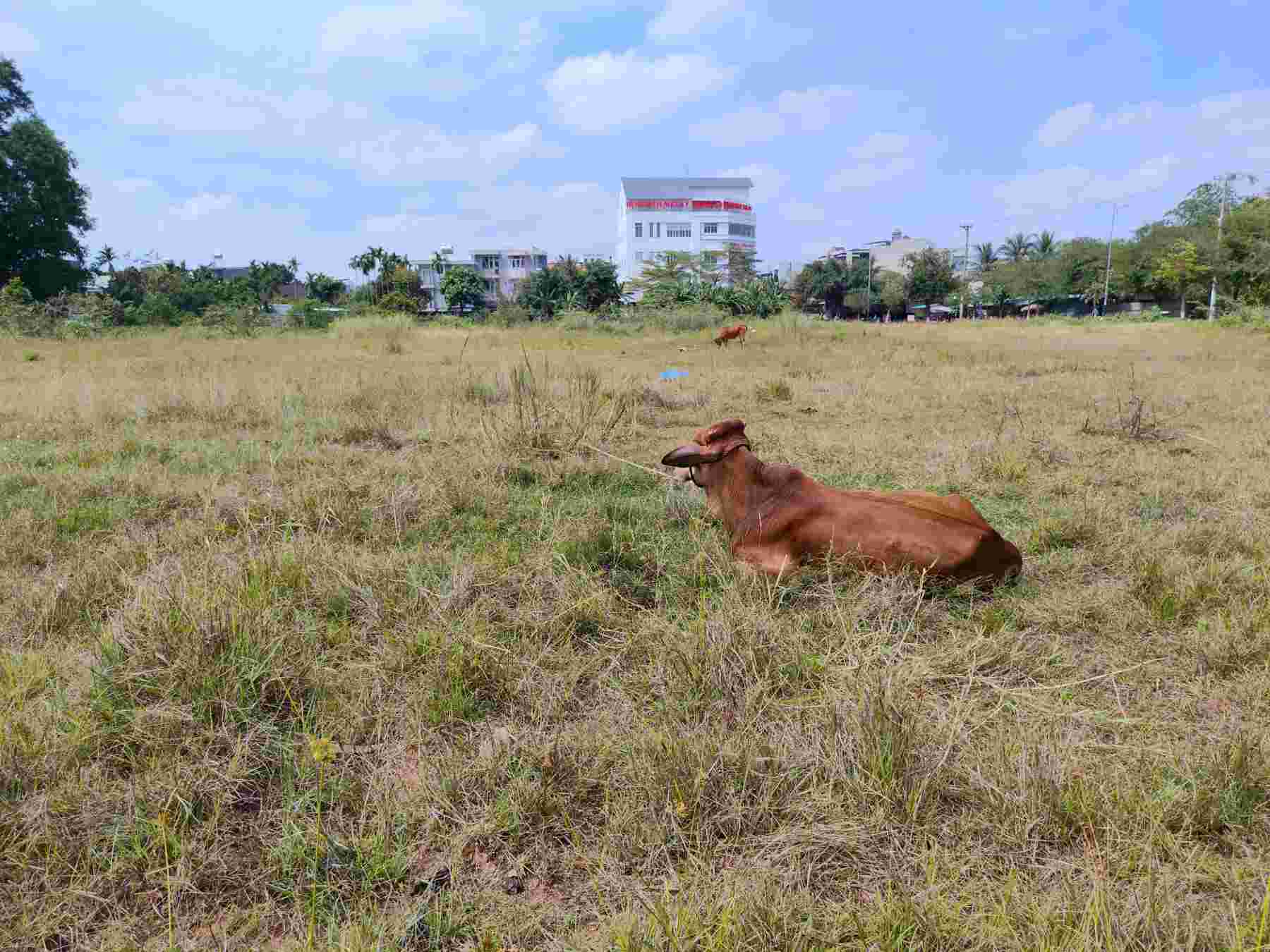 The land planned for the construction of Chu Van An Primary and Secondary School in Quang Ngai is still a deserted vacant lot, becoming a cattle herding area. Photo: Vien Nguyen