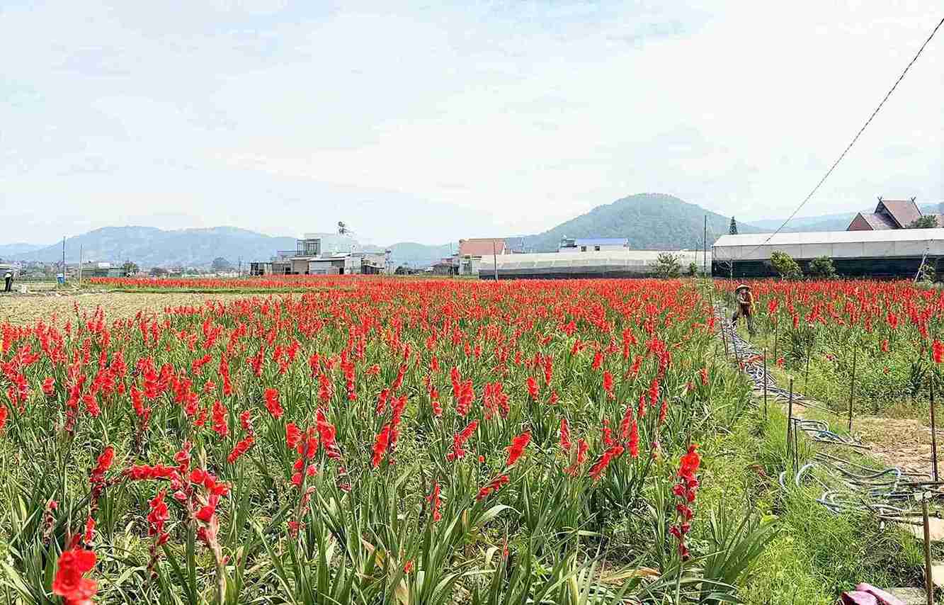After Tet, gladiolus flowers in Hiep Thanh commune bloomed all over the fields, but people did not harvest because the price was too cheap. Photo: Phuc Khanh