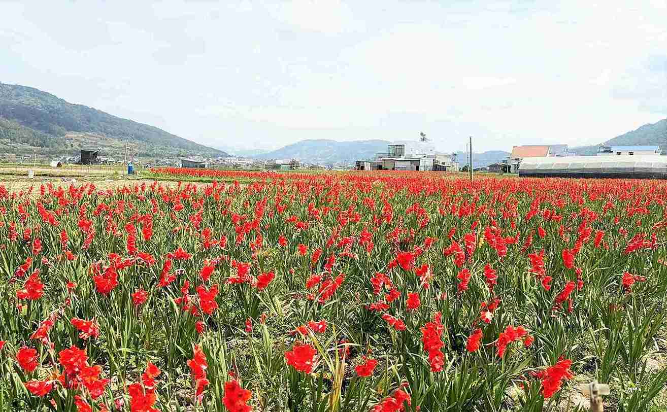 Người dân xã Hiệp Thạnh ngậm ngùi nhìn hoa lay ơn nở muộn đầy đồng. Ảnh: Phúc Khánh 