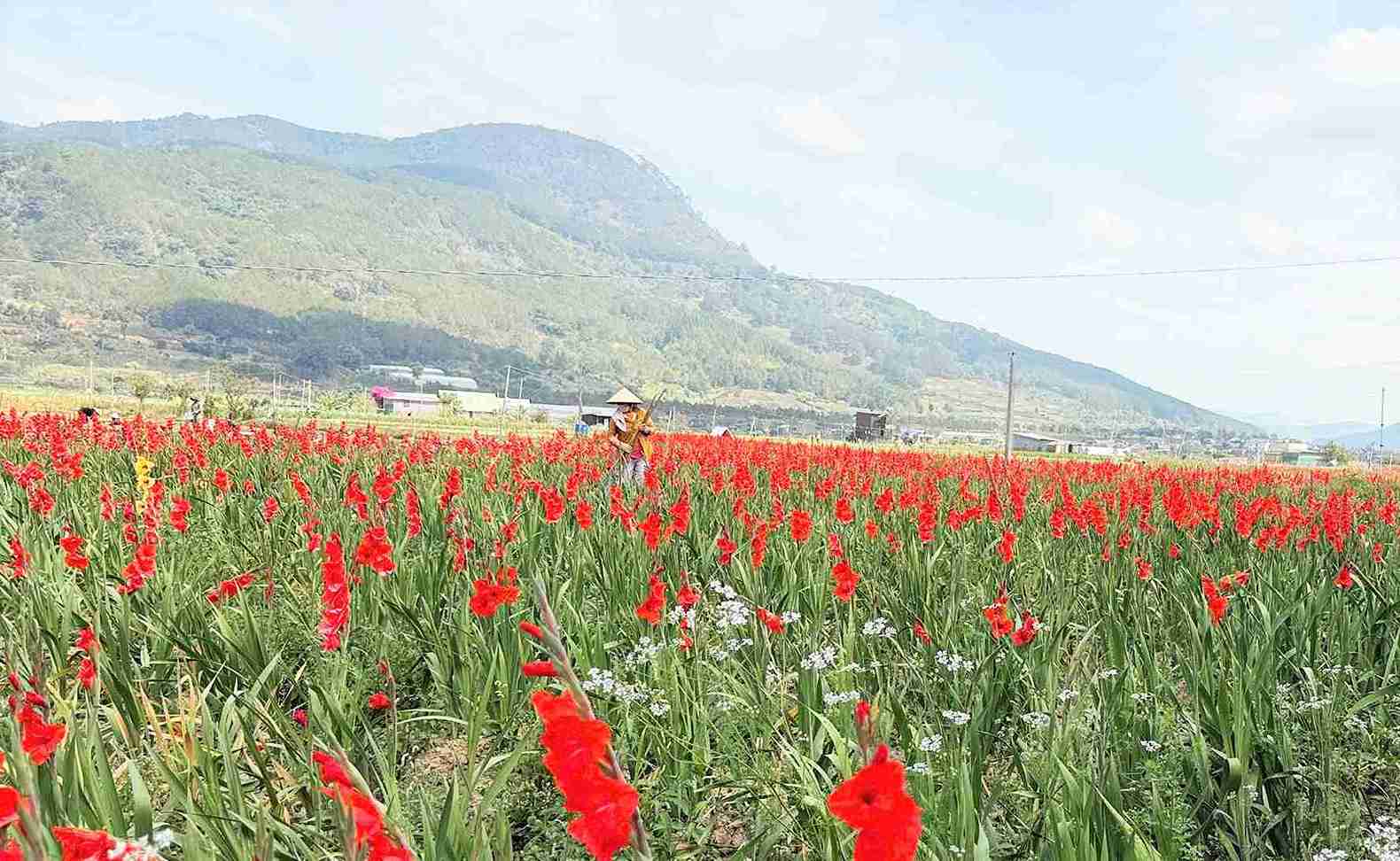 Hoa lay ơn nở đầy đồng sau Tết, nhưng lại là nỗi buồn của các nhà vườn ở xã Hiệp Thạnh. Ảnh: Phúc Khánh 