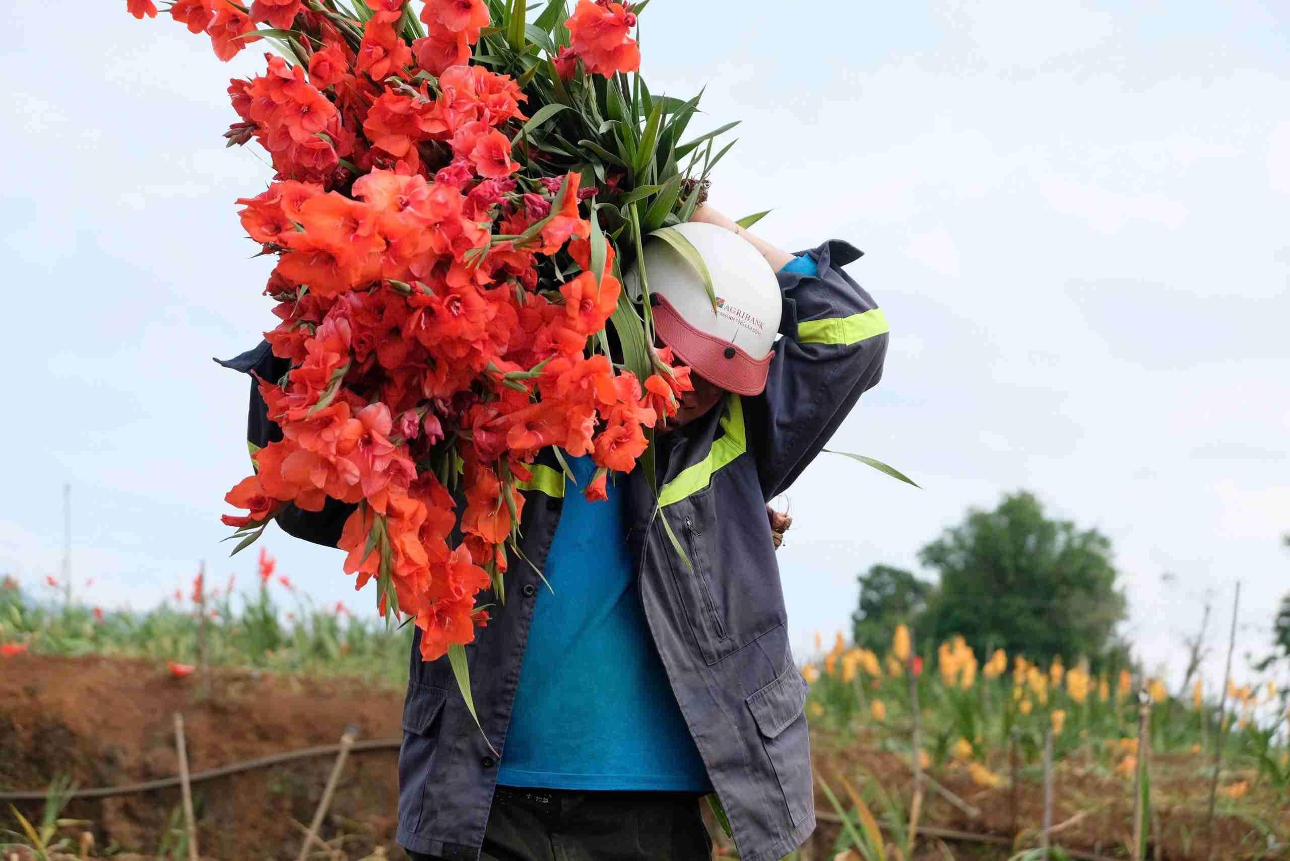 Người dân xã Hiệp Thạnh nhổ bỏ hoa lay ơn vì giá quá rẻ. Ảnh: Phúc Khánh 