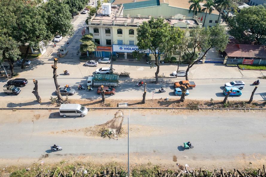 Hà Nội đốn hạ, di dời loạt cây xanh mở rộng đường 70. Ảnh: Sóng Hữu