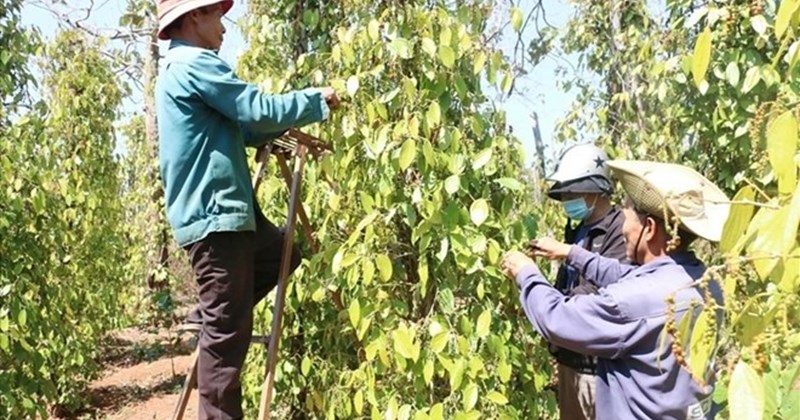 Giá tiêu ngày 27/2: Giá giảm, sàn giao dịch nhuộm đỏ