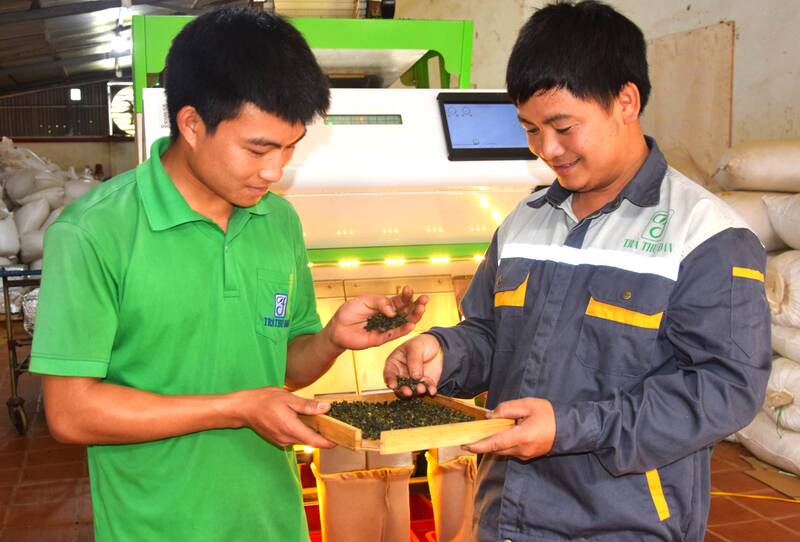 Công nhân, kỹ thuật Công ty TNHH Trà Thu Đan chế biến và kiểm tra chất lượng chè thành phẩm. Ảnh: Trường Sơn