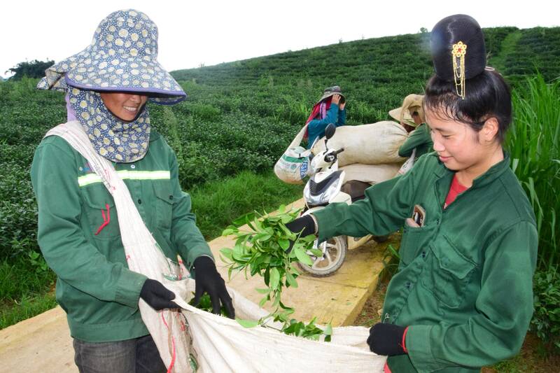 Người dân xã Bình Thuận thu hoạch chè vụ xuân. Ảnh: Trường Sơn