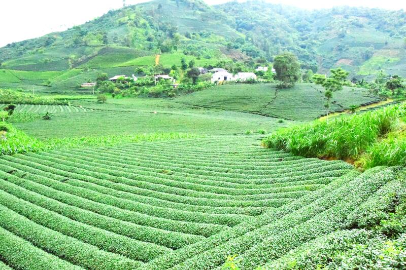 Vùng chè xã Bình Thuận, tỉnh Sơn La bước vào vụ xuân. Ảnh: Nhật Minh