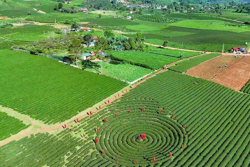 The tea region of Binh Thuan commune (Son La) at the foot of Pha Din pass is busy with the spring crop. Photo: Nhat Minh