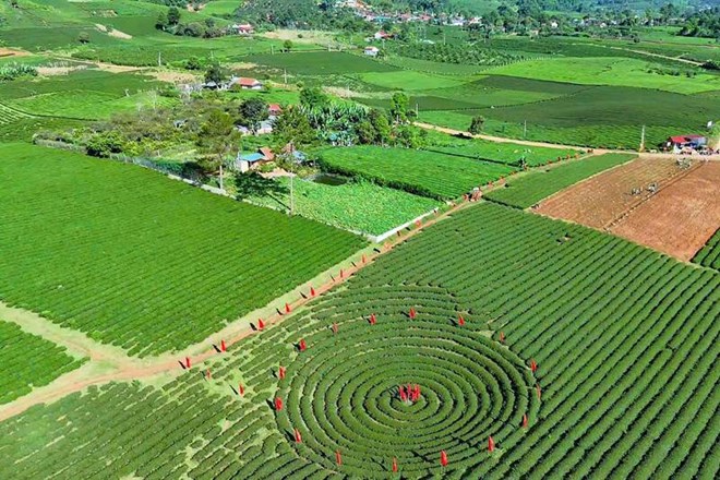 Vùng chè Sơn La dưới chân đèo Pha Đin giúp người dân thu nhập ổn định