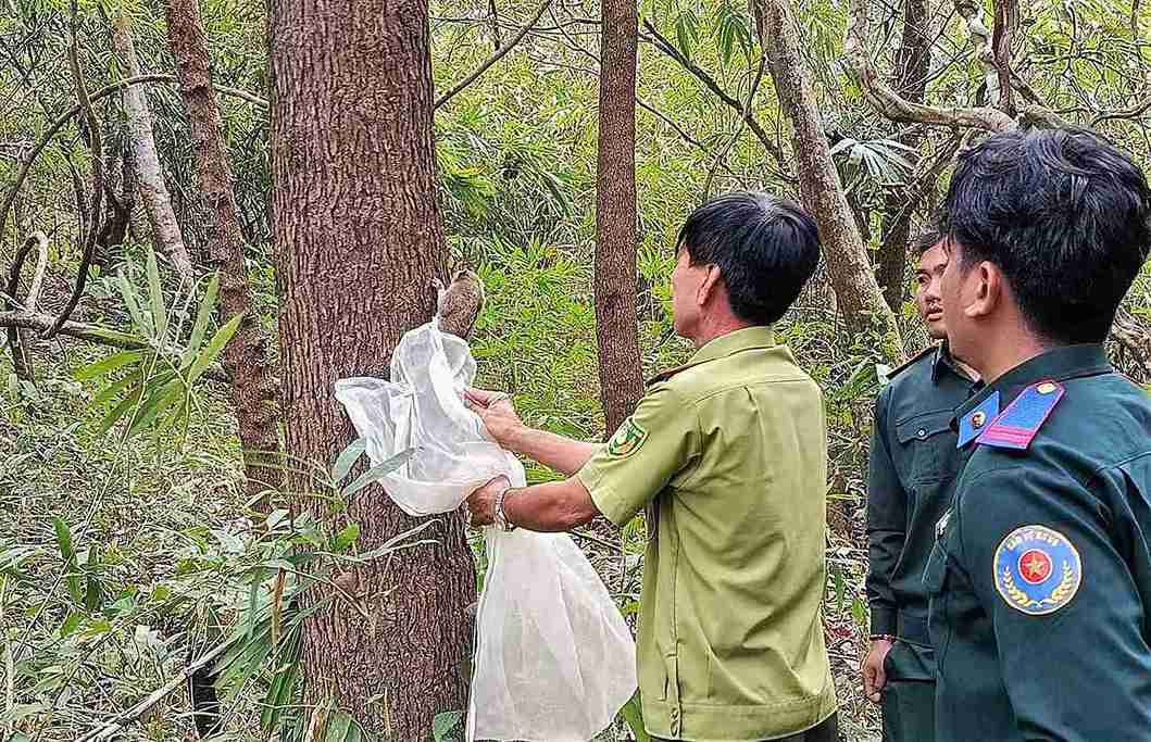 Hạt Kiểm lâm Hàm Thuận Bắc tiến hành tái thả cá thể cu li về môi trường tự nhiên. Ảnh: Ninh Chinh