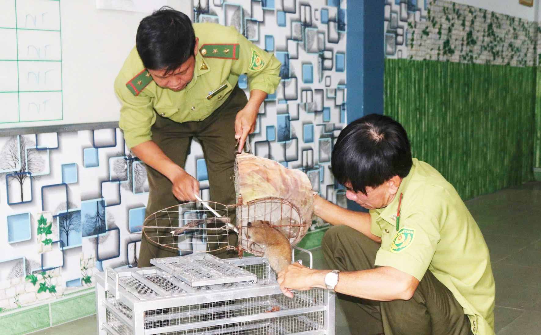 Hạt Kiểm lâm Hàm Thuận Bắc tiếp nhận cá thể cu li quý hiếm từ Tổ trường dân phố tại phường Phan Thiết giao nộp. Ảnh: Ninh Chinh