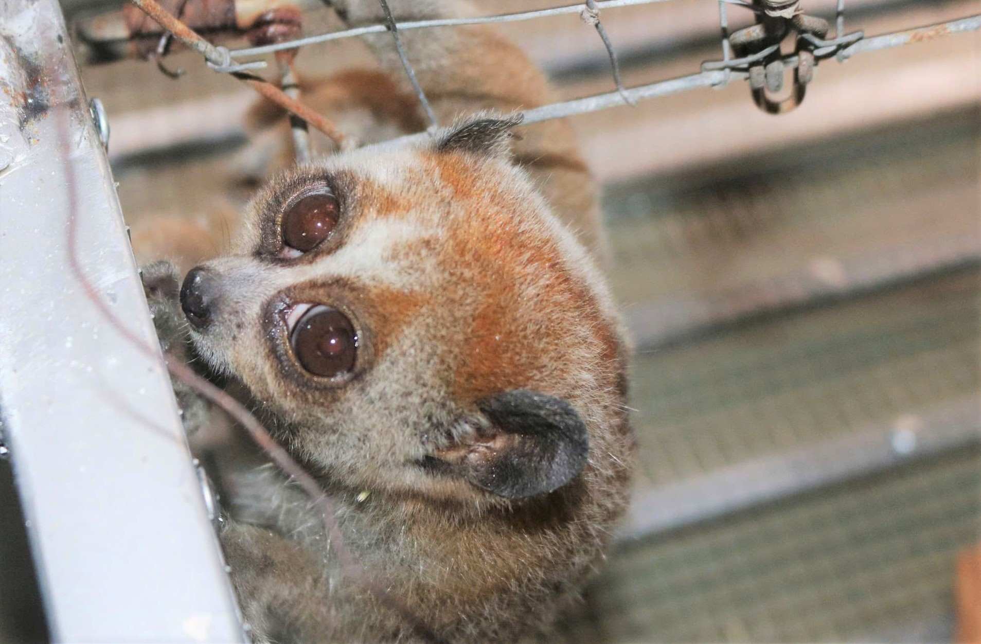 Rare culi individual rescued by people from surrounded dogs. Photo: Ninh Chinh