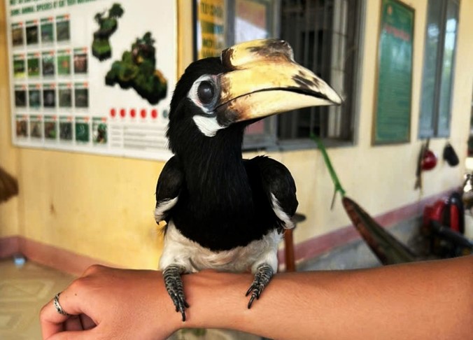 Cá thể chim Cao cát bụng trắng do anh Mộc nuôi từ nhỏ. Ảnh: Công an cung cấp 