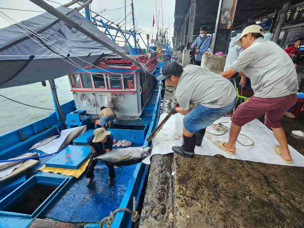 Fishermen in Khanh Hoa have a bumper catch of tuna in the first sea trip of the new year. Photo: Huu Long