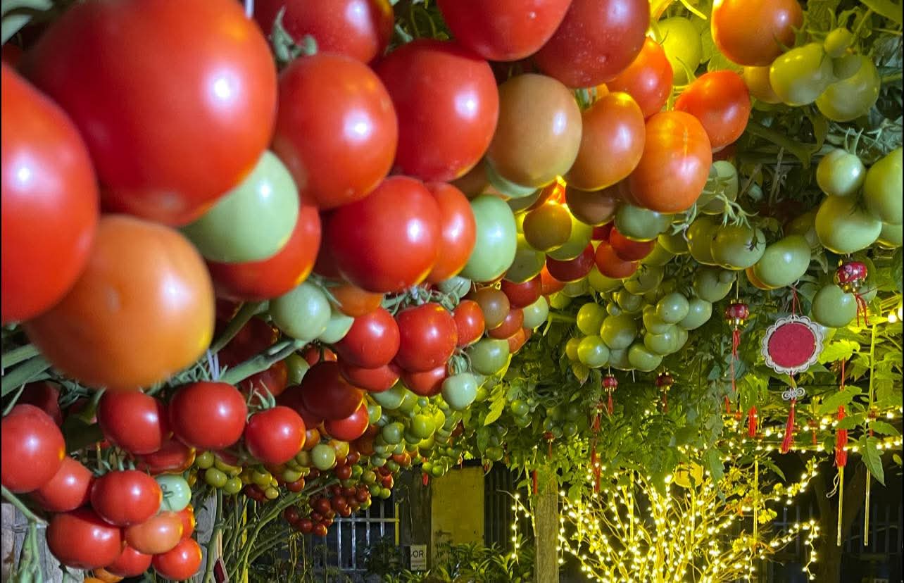 Những quả cà chua chín đỏ rực rất bắt mắt. Ảnh: Thành Xuân