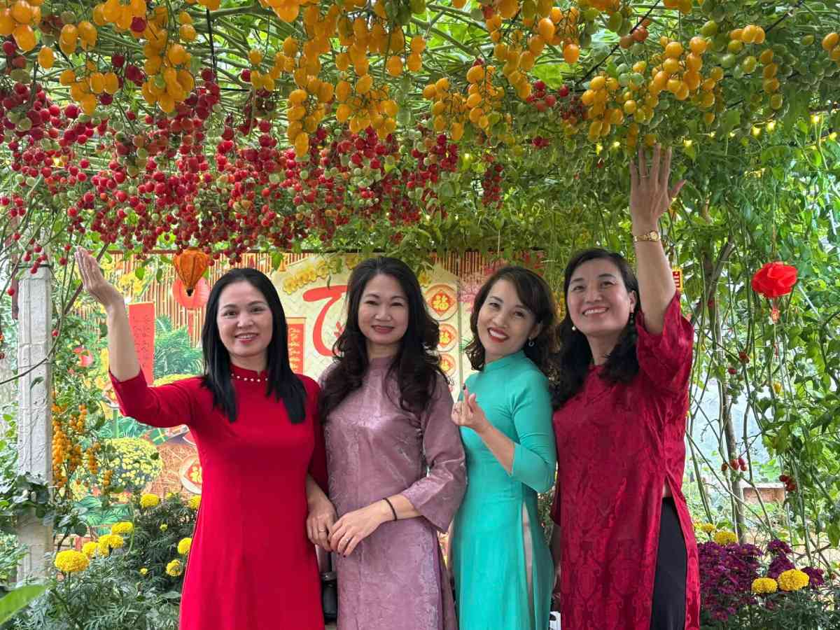 A ripe red tomato garden, laden with fruit in Vu Phuc ward, Hung Yen province, is becoming a popular check-in spot. Photo: Nhat Ha