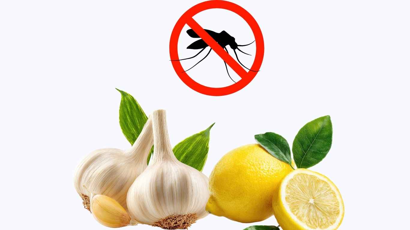 Tips to repel mosquitoes all year round without mosquito nets with just a few ingredients available in the kitchen. Graphic photo: Hoang Loc