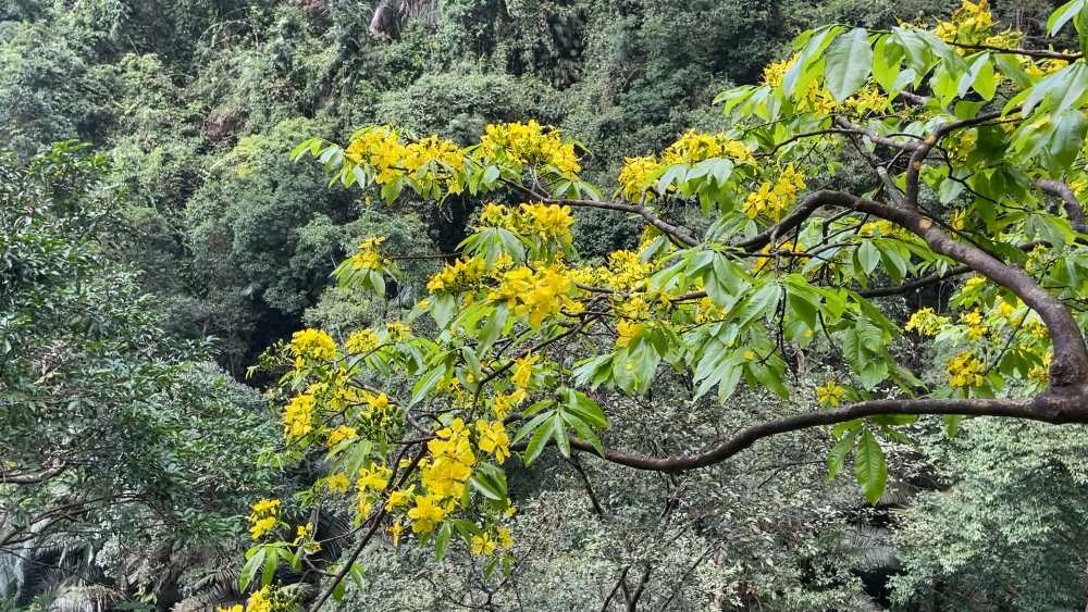 Golden apricot trees hundreds of years old revealed in the old forest. Photo: Han Nguyen