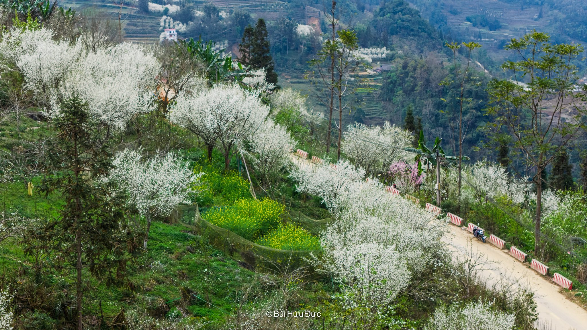 Giữa màu xanh bạt ngàn của núi rừng là những chùm hoa mận bung nở hết cỡ, khoe với đất trời vẻ đẹp vừa đơn sơ vừa rực rỡ.