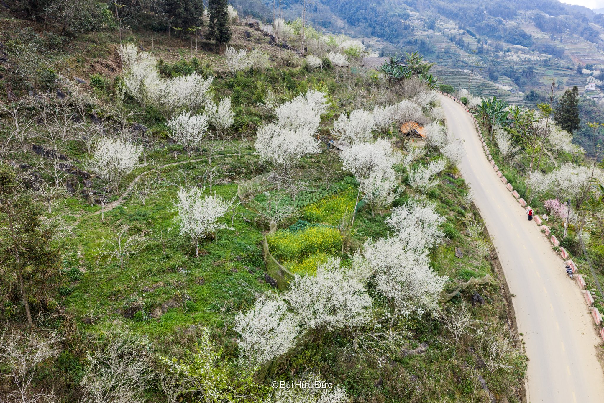 Hữu Đức chia sẻ, các cung đường đi ngắm hoa mận ở Bắc Hà, Si Ma Cai ngày nay đã được bê tông, trải nhựa khá thuận tiện cho xe máy, ôtô cá nhân di chuyển, du khách không phải trekking vất cả.