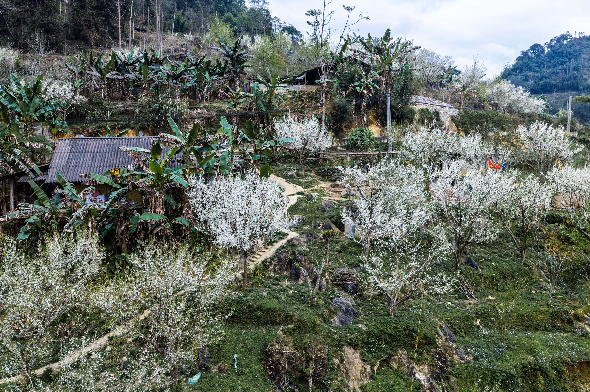 Một số vườn mận đẹp đáng chú ý, được nhiều du khách truyền tai nhau đến check-in như ở bản Seng Sui, nhà Say's House, vườn mận gia đình Giang Chứ, hoặc A Chẩn... Khu vực hoa rộ nở đều chủ yếu nằm ở xã Lùng Phình và Tả Van Chư cũ. Tùy từng vườn mà có nơi miễn phí có nơi thu phí tham quan từ 20.000 - 30.000 đồng/người.