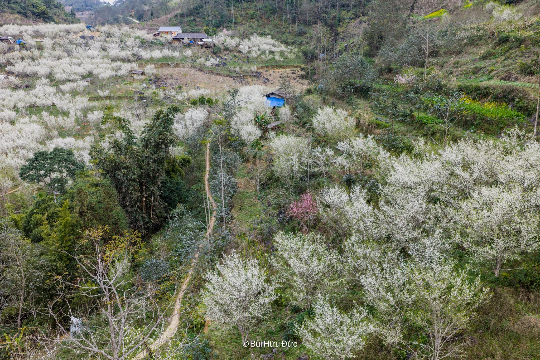 Những ngày này ở Bắc Hà, Si Ma Cai du khách như lạc bước giữa thiên đường hoa, tiếp sau mùa hoa mận và hoa đào sẽ là hoa lê, hoa cải. Ngoài ngắm hoa du khách còn có cơ hội tham gia các trò chơi dân gian, lễ hội mùa xuân, thưởng thức ẩm thực bản địa...