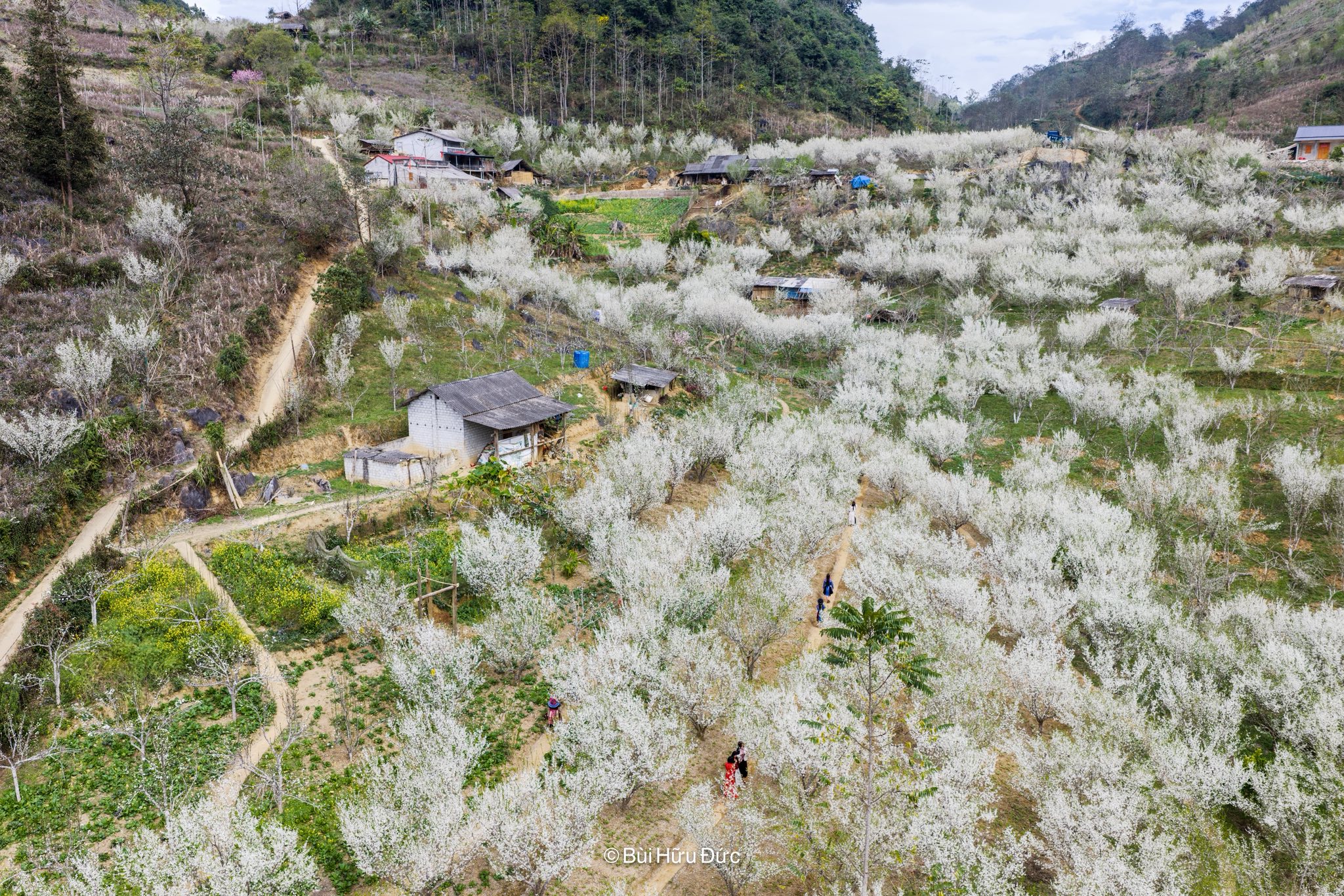 Những rừng mận hàng chục năm tuổi tán lớn xòe rộng, bao phủ cả một thung lũng vùng cao.