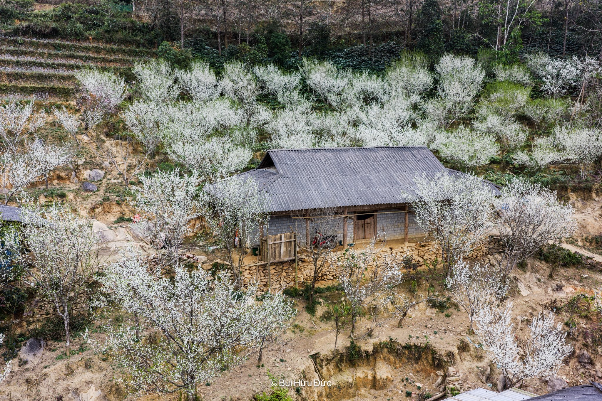 Những nếp nhà bình dị, màu đất đá đơn sơ thâm trầm đến mùa xuân như bừng sáng mỗi khi hoa mận nở rộ. Thời điểm đẹp nhất săn ảnh hoa mận là từ 8 -10h sáng và 3 - 5h chiều.