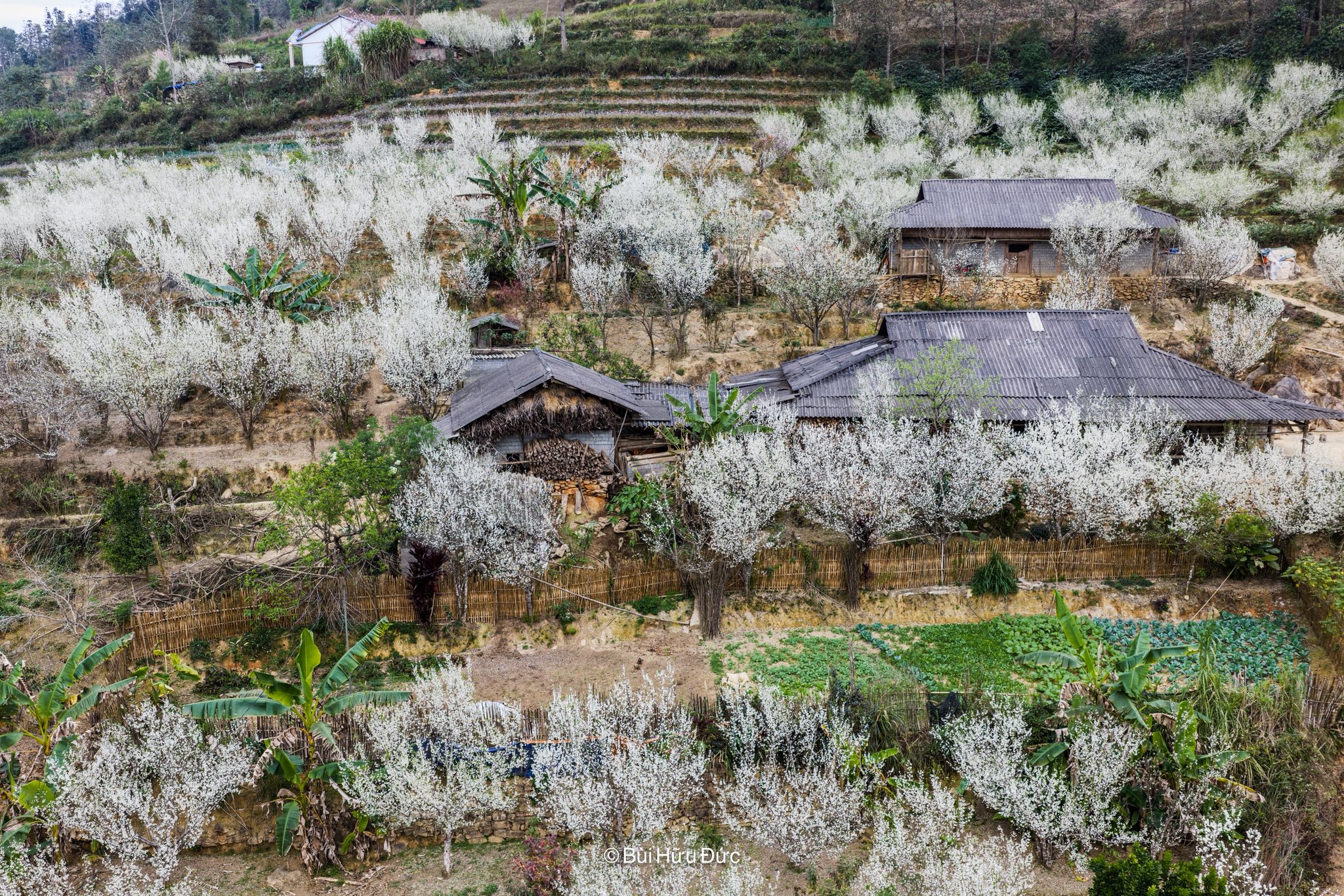 Mùa xuân ở Bắc Hà, Si Ma Cai không ồn ào náo nhiệt nhưng đổi sắc từng ngày, màu mận trắng phủ kín núi đồi, len lỏi quanh từng nếp nhà, thửa ruộng bậc thang.