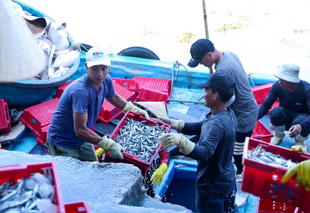 In just one night out to sea, many anchovy fishing boats in Quang Ngai earn from tens to hundreds of millions of VND. Photo: Vien Nguyen