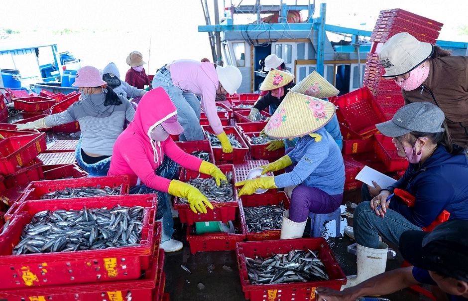 Phân loại cá cơm tại cảng Tịnh Kỳ. Ảnh: Viên Nguyễn