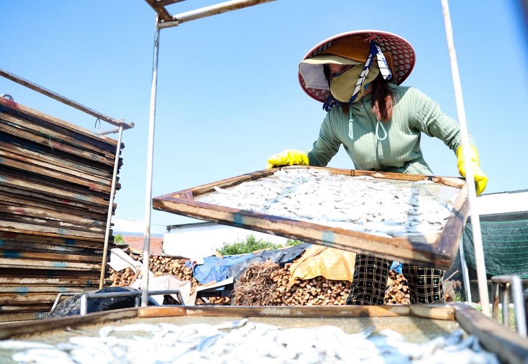 Công đoạn phơi khô cá cơm. Ảnh: Viên Nguyễn