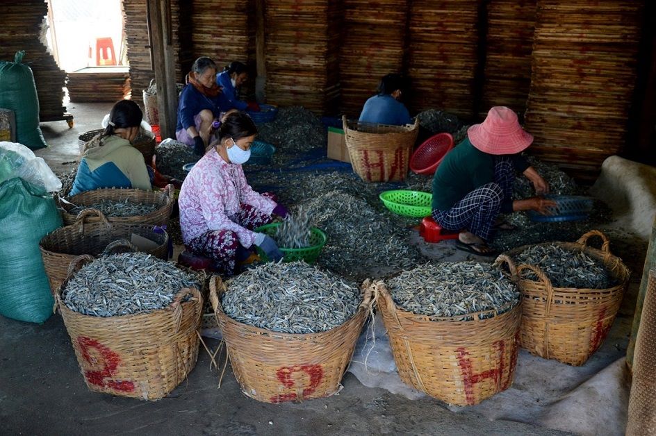 Cá cơm sau khi phơi khô sẽ được sơ chế, tiêu thụ trong và ngoài nước. Xã Tịnh Khê và đặc khu Lý Sơn (Quảng Ngãi) là nơi tập trung nhiều tàu đánh bắt cá cơm nhất Quảng Ngãi. Ảnh: Viên Nguyễn