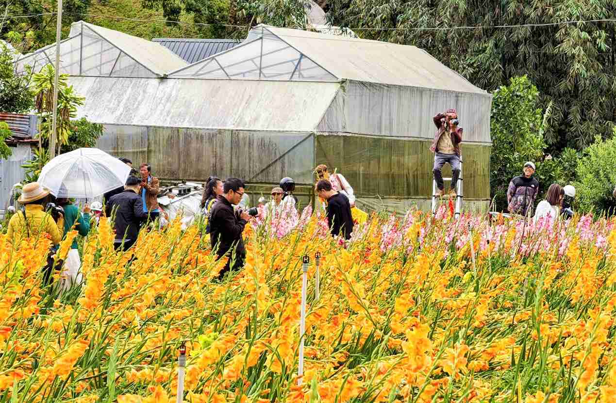Late-blooming gladiolus garden with full of colors attracts visitors when coming to Da Lat at the beginning of the new year. Photo: Phuc Khanh
