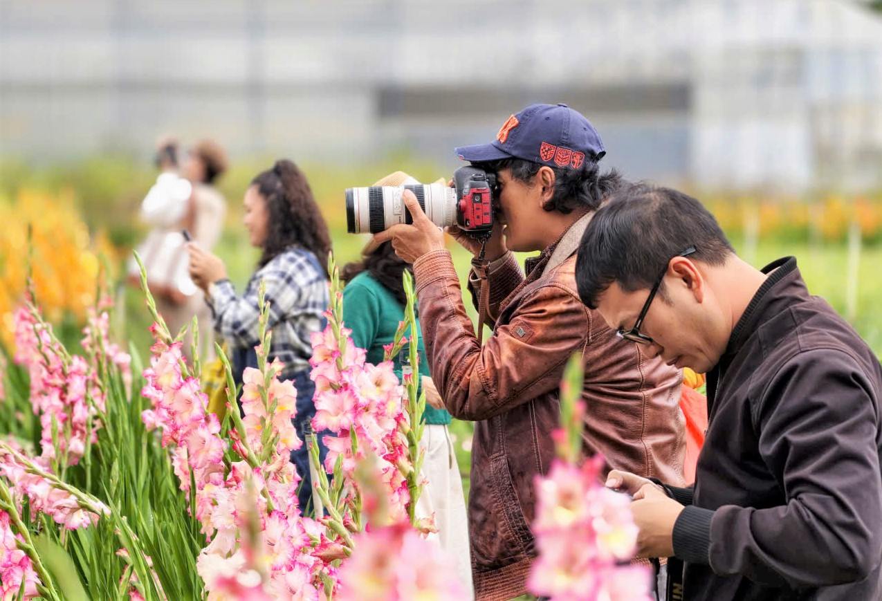 Nhiều thợ chụp ảnh tìm đến vườn hoa lay ơn để chụp ảnh cho du khách tham quan. Ảnh: Phúc Khánh 