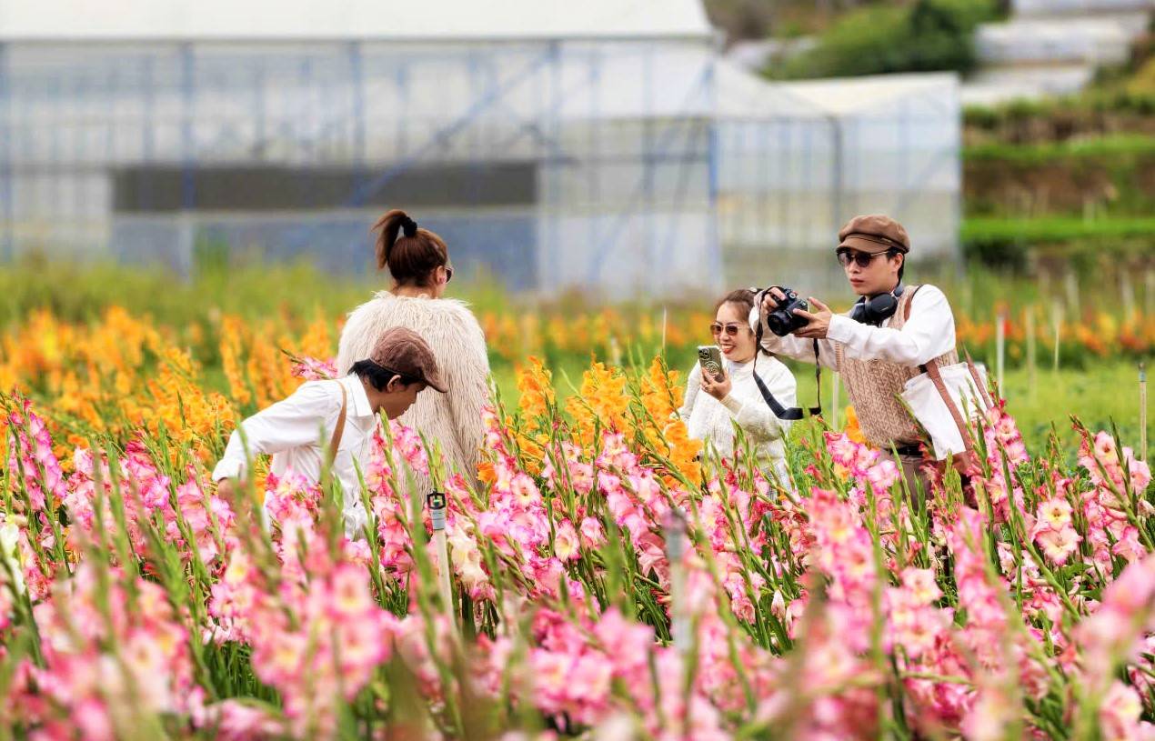 Theo các du khách, khi đến tham quan, chụp ảnh, họ gửi cho gia đình ông Phước 50 ngàn đồng/người với mong muốn giữ lại vườn hoa lay ơn để cả chủ và khách đều vui. Ảnh: Phúc Khánh 