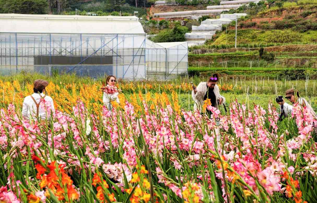 Vườn hoa đỏ các màu đỏ, vàng, cam, hồng nằm bên hông đèo Mimosa - cửa ngõ vào Đà Lạt trở thành điểm hút khách du lịch những ngày đầu năm mới. Ảnh: Phúc Khánh 